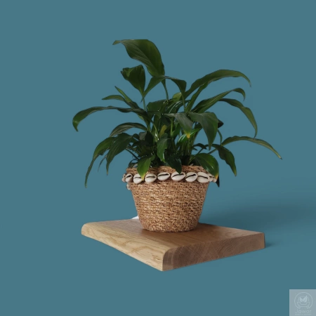 PÓŁKI dębowe na ścianę – komplet 30 i 50 cm, naturalna krawędź, lity dąb