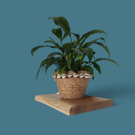 Półki dębowe z litego drewna – komplet 30 i 50 cm z naturalną krawędzią